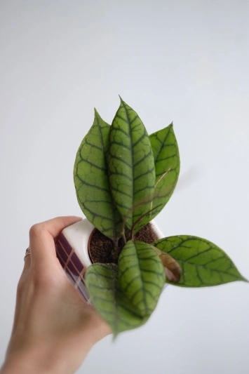 Hoya callistophylla