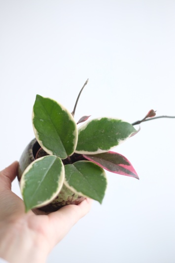 Hoya Carnosa Tricolor (babyplant) - Img 1