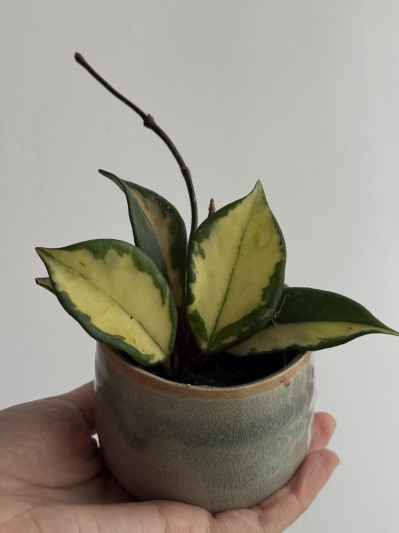Hoya Carnosa Tricolor (small) - Img 1