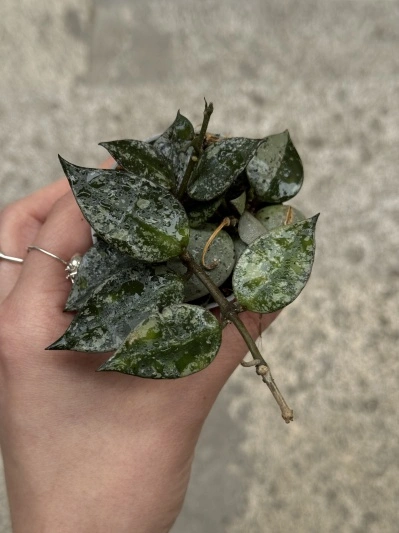 Hoya lacunosa Splash