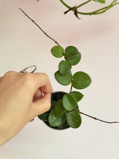 Hoya Mathilde