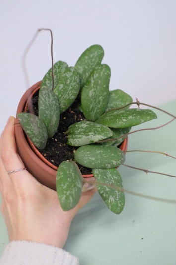 Hoya Sigillatis - Img 2
