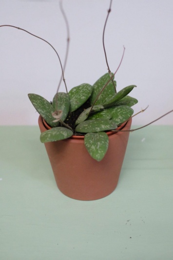 Hoya Sigillatis - Img 7