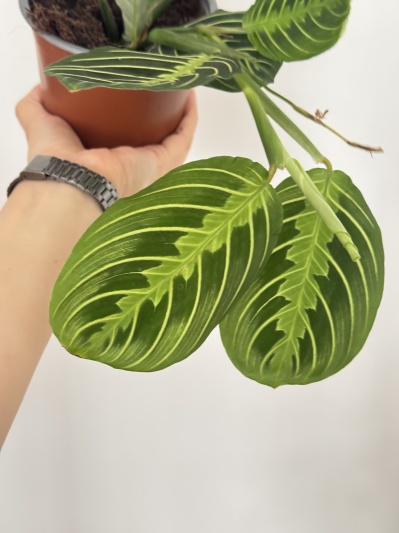 Maranta Lemon Lime - Img 2