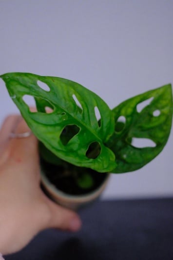 Monstera Adansonii mini - Img 5