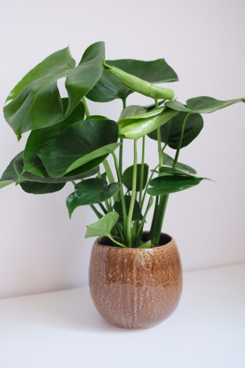 Monstera Deliciosa - Img 3