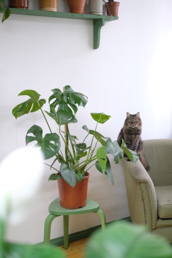 Monstera Deliciosa