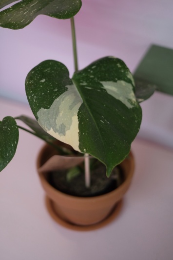 Monstera Thai Constellation - Img 5