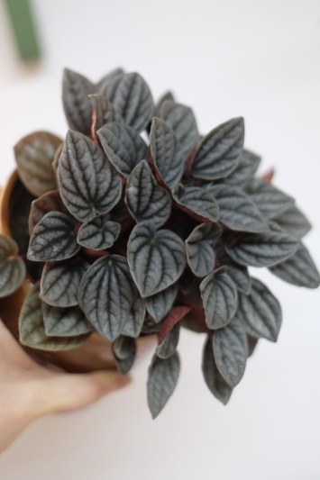 Peperomia Caperata Caracas - Img 3