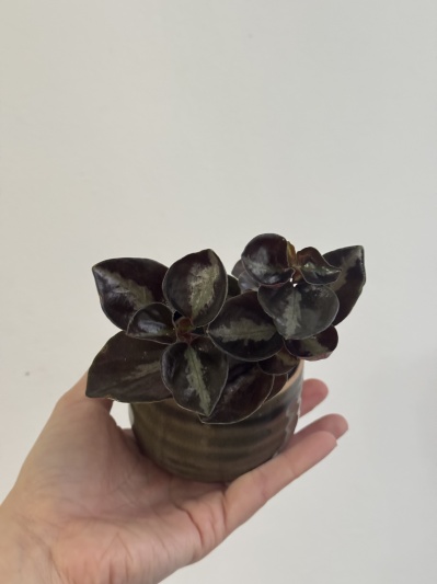 Peperomia Columbiana - Img 3