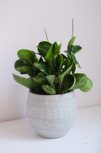 Peperomia Obtusifolia Variegata - Img 2
