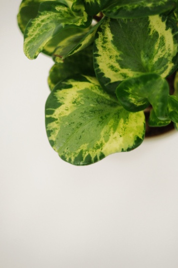 Peperomia Obtusifolia Variegata - Img 7