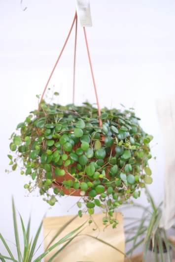 Peperomia Pepperspot - Img 5