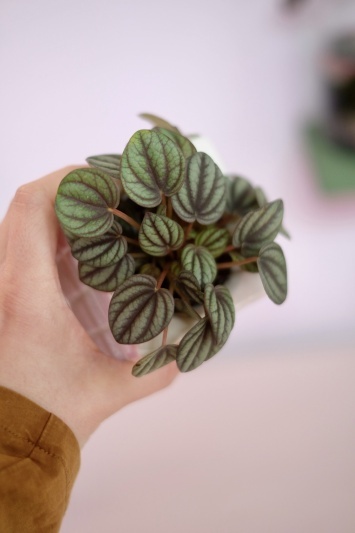 Peperomia Piccolo Banda