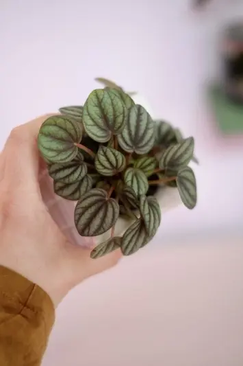 Peperomia Piccolo Banda