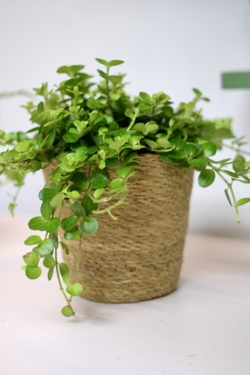 Peperomia Rotundifolia - Img 3