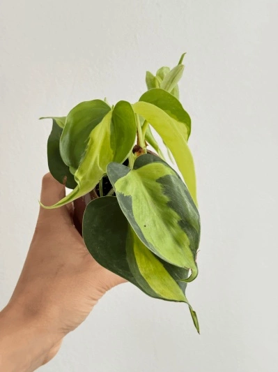 Philodendron Brasil (babyplant) - Img 6