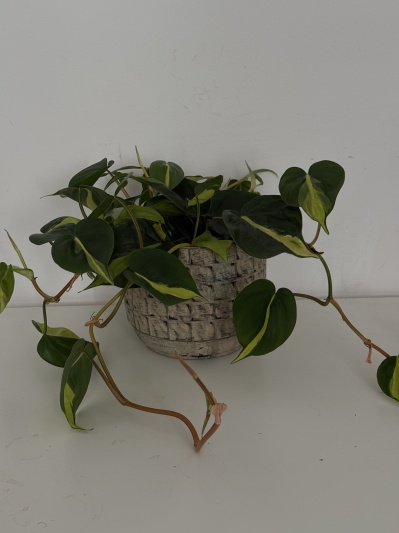 Philodendron Brasil - Img 1