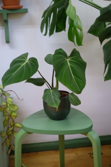 Philodendron Gloriosum