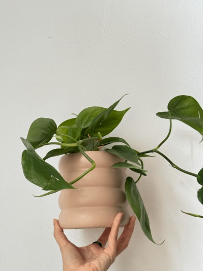Philodendron Scandens - Img 3