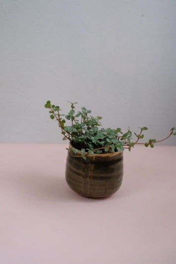 Pilea glaucophylla Greyzy - Img 5