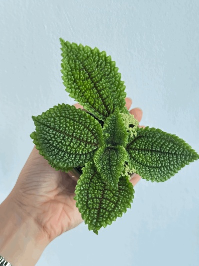 Pilea Moon Valley - Img 4