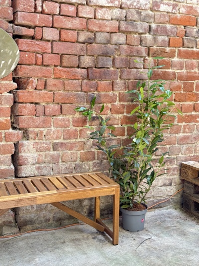 Prunus laurocerasus Herbergii - Img 2