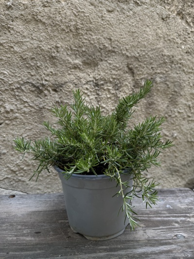 Rosmarinus officinalis - Img 2