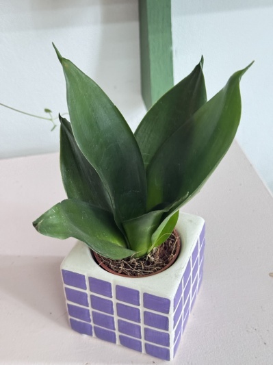 Sansevieria Black Hahnii - Img 2