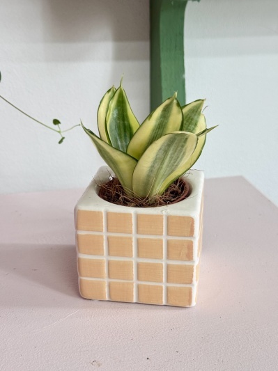 Sansevieria Golden Hahnii - Img 3