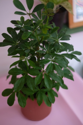 Schefflera Arboricola - Img 3