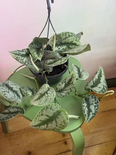 Scindapsus pictus Trebie