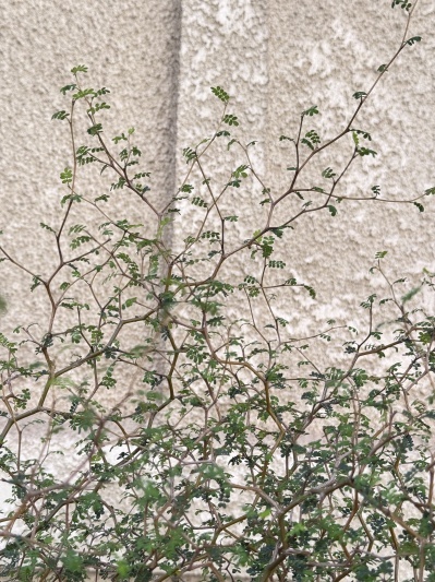 Sophora Prostrata - Img 3