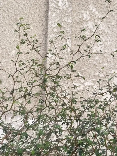 Sophora Prostrata - Img 3
