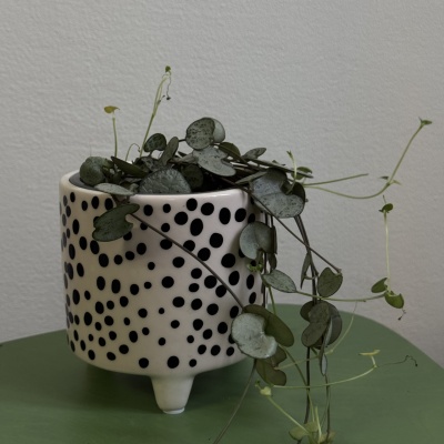 String of hearts (Ceropegia Woodii) - Img 2