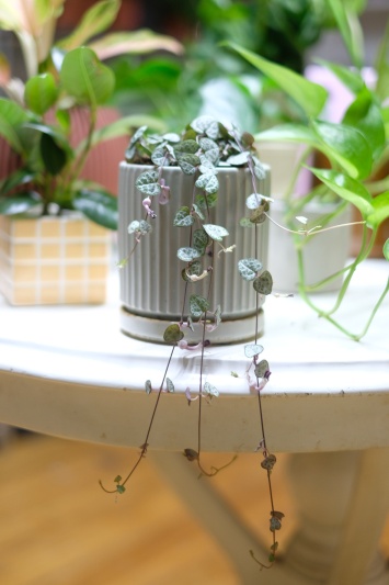 String of hearts (Ceropegia Woodii) - Img 5