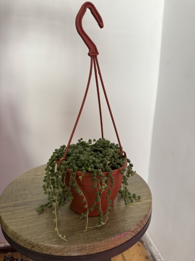 String of pearls (Senecio rowleyanus) - Img 2