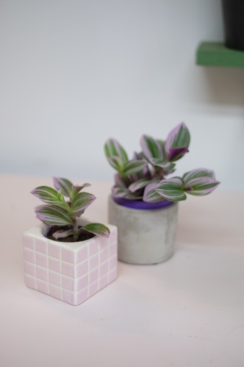 Tradescantia Nanouk - Img 4