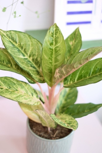 Aglaonema Chartreuse Beauty - Img 2
