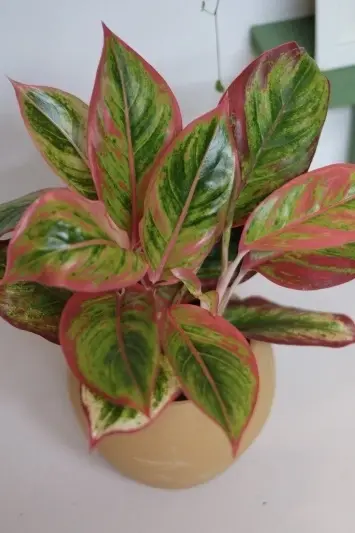 Aglaonema Crete V1 - Img 4