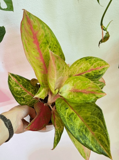 Aglaonema Guava Pink - Img 5