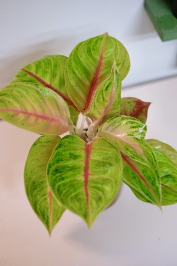 Aglaonema 'Iguana Red' - Img 4