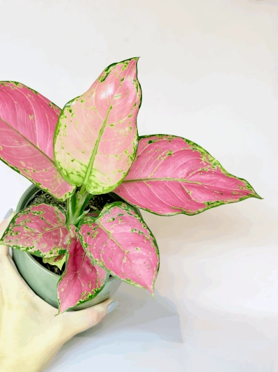 Aglaonema Pink Valentine