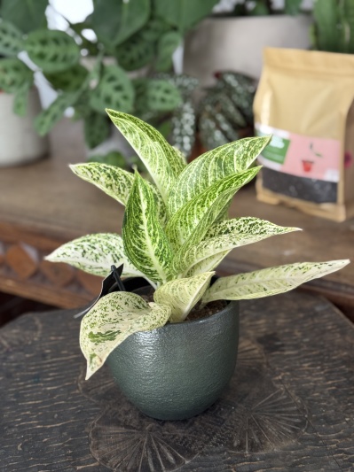 Aglaonema Polar Springtime - Img 1