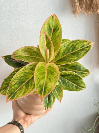 Aglaonema Salmon Fantasy - Img 1