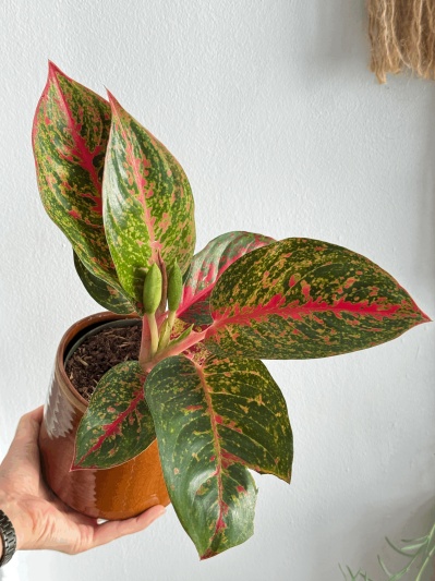 Aglaonema Spotted Star - Img 4