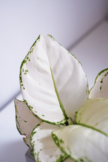 Aglaonema White Joy - Img 1
