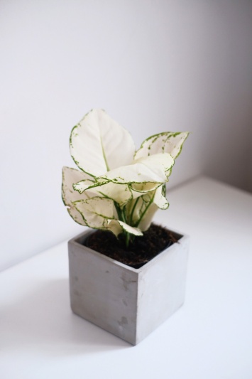Aglaonema White Joy - Img 2