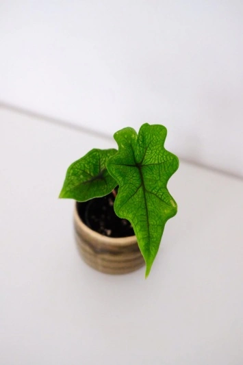 Alocasia Jacklyn (babyplant) - Img 4