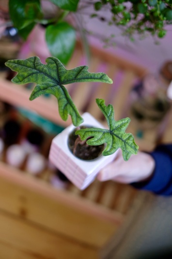 Alocasia Jacklyn (babyplant) - Img 3